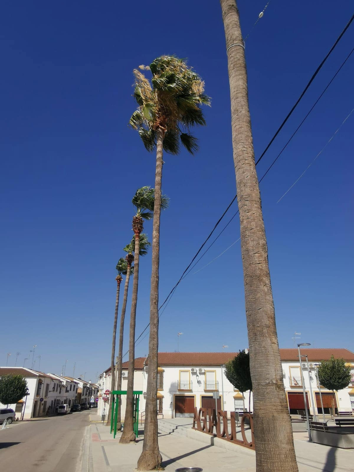 palmera